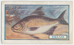 The bream.