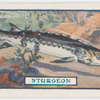 The sturgeon.