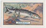 The sturgeon.