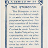 The sturgeon.