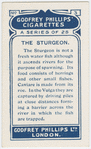 The sturgeon.