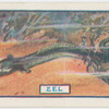The eel.