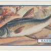 The barbel.