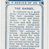 The barbel.
