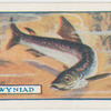 The gwyniad.