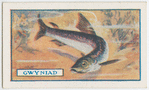 The gwyniad.