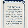 The gwyniad.