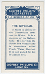 The gwyniad.