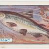 The pollan.