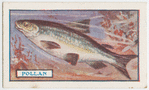The pollan.