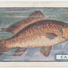 The carp.