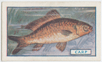 The carp.