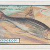 The gudgeon.