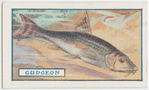 The gudgeon.