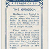 The gudgeon.