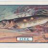 The pike.