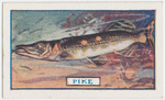 The pike.