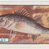 The bass.