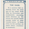 The bass.