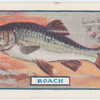 The roach.
