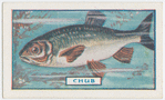 The chub.