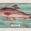 The dace.