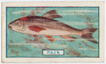 The dace.