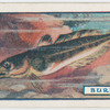 The burbot.