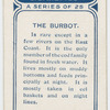 The burbot.