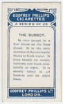 The burbot.