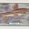 The loach.