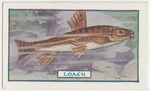The loach.