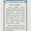 The loach.