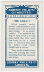 The loach.