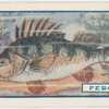 The perch.