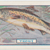 The trout.