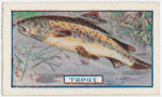 The trout.