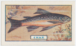 The char.