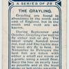 The grayling.