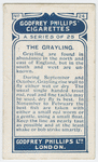 The grayling.