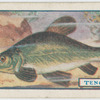 The tench.