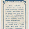 The tench.