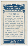 The tench.