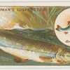 The pike (Esox lucius).