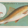 The barbel (Barbus valgaris).