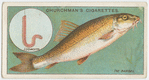 The barbel (Barbus valgaris).