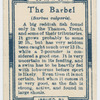 The barbel (Barbus valgaris).