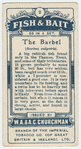 The barbel (Barbus valgaris).