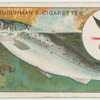 The sea trout (Salmo trutta).