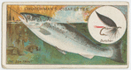 The sea trout (Salmo trutta).